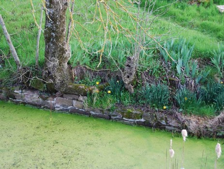 Natural pond